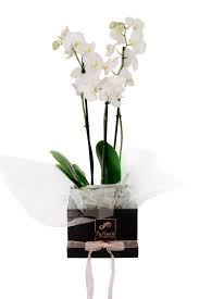 deluxe orchid gift infinite monte carlo