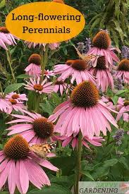 Want to know which flowers create the longest lasting bouquets? 10 Of The Longest Flowering Perennials For Your Garden Backyard Flowers Perennial Garden Flowers Perennials