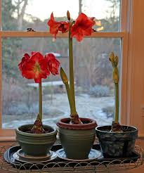 What To Do With My Amaryllis Hyannis