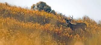 Deer Hunting Forecast 2018 Outdoor Life