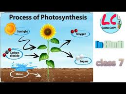 Photosynthesis Science Class 7 In