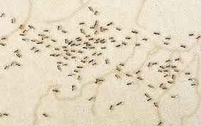 why won t my ant problem go away