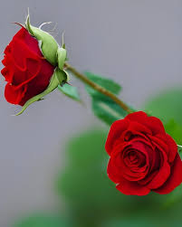 premium photo fresh red rose flowers