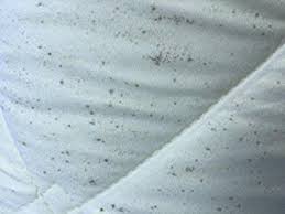 is your mattress at risk for mold