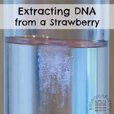 extracting dna from a strawberry