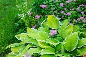 One of the most common and most cultivated perennials, there hostas are exceedingly popular perennials in today's gardens due to their versatility in the landscape. 20 Best Perennial Flowers Easy Perennial Plants To Grow