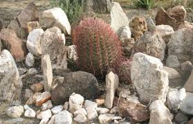 Photo Of Cactus And Rock Garden