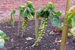 How deep should soil be for brussel sprouts?
