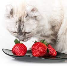 Top 9 loại thức ăn của người an toàn cho mèo