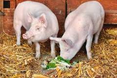 What food makes pigs taste better?