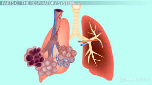 The study, published in the journal nature communications. The Respiratory System Lesson For Kids Science Class 2021 Video Study Com