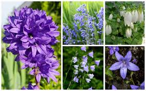Each plant grows from a new underground corm; 10 Different Types Of Bellflower Varieties Garden Lovers Club