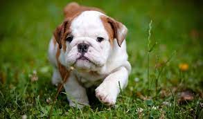 Englsh bulldog puppies for sale, english bulldog puppies, english bulldog puppy for sale, merle english bulldog, white there is a $200 handling fee for all puppies picked up at the boutique due to our transport cost to our location. English Bulldog Growth Chart Bulldog Puppy Weight Chart