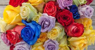 what do the colors of roses mean