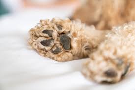 8 common dog paw problems