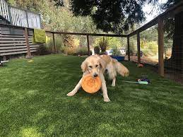 Outdoor Turf For Dogs
