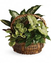 Emerald Garden Basket In Sumter Sc