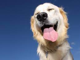 Laughing Dog Wallpapers - Top Free ...