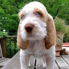 Where to go to the toilet, how to. Spinone Italiano Puppies For Sale Pets4you Com