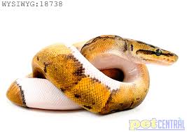pet central ball pythons pet