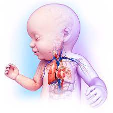 Baby's Heart-lung System by Pixologicstudio/science Photo Library