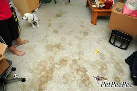 carpet cleaning urine stains what