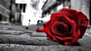 sad love rose wallpaper hd 1080p for
