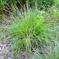 A plant like grass that grows on wet ground, often next to rivers: Fox Sedge Plant Care Growing Guide