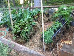 benefits of straw bale gardening hacks