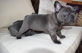 French bulldog puppies for sale and dogs for adoption in maryland, md. French Bulldogs For Sale In Baltimore Maryland Classified Americanlisted Com