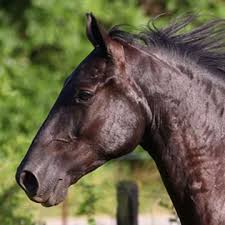 2001 world champion model tennessee walking horse, armed son of a gun is standing at stud at walkers west in texas. Tennessee Walking Horse Tennessee Walking Horse