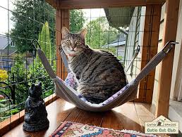 Outdoor Cat Enclosures Keep Tripawd