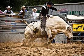 bull riding wallpapers wallpaper cave
