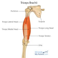 triceps brachii rehab my patient