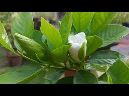 Gardenia Growing And Caring In Hot