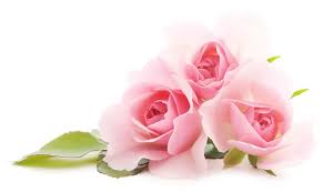 pink roses images