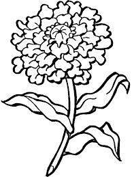 Click the marigold coloring pages to view printable version or color it online (compatible with ipad and android tablets). Easy Marigold Flower Drawing Novocom Top