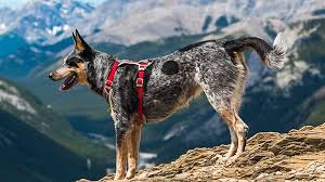 8 Best Dog Hiking Harnesses In 2019 Outdoor Dog World