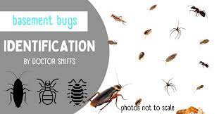 Basement Bugs Identification 12 Bugs
