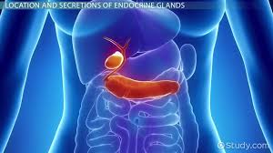 endocrine exocrine glands functions