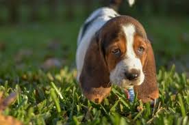 He opens the sliding door by himself to come in to the house. 3 Most Reputable Basset Hound Breeders To Visit Near Me