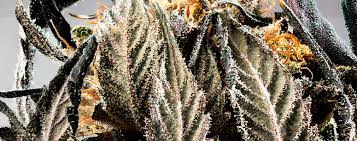 A great way to share information, contribute to collective knowledge and. Wedding Cake Strain Full Info Reviews Askgrowers