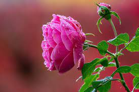 flowers rose bud petal pink flower