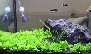 can aquarium plants grow without soil