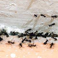Пръскане против мравки се предлага като услуга по дезинсекция от унищожители и е свързано с обработка на нападнати от мравки домашни, външни терени, заведения и др. 13 Sposoba Da Se Otrvete Ot Mravkite V Doma Si Comfort Bg