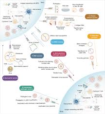 Vaccine efficacy measures a vaccine's protection against a disease/pathogen in a vaccine trial. Sars Cov 2 Vaccines Strategies A Comprehensive Review Of Phase 3 Candidates Npj Vaccines