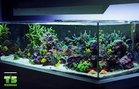 Aquaworld Aquarium Article How To Choose The Best Lighting For Saltwater Aquariums