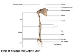 Human anatomy bone arm illustrations & vectors. Bones Of Upper Limb Arm Shoulder Hand Human Anatomy Chart Poster 18x12 Ebay