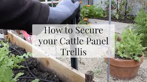 how to build a cattle panel trellis