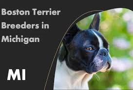 boston terrier breeders in michigan mi
